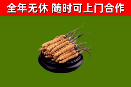 开原市回收散虫草